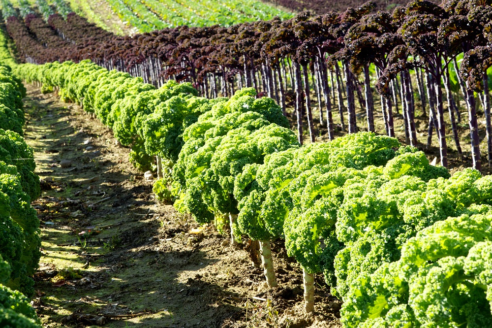 Les Vallons Maraîchers, Compton, Cantons-de-l'Est.
